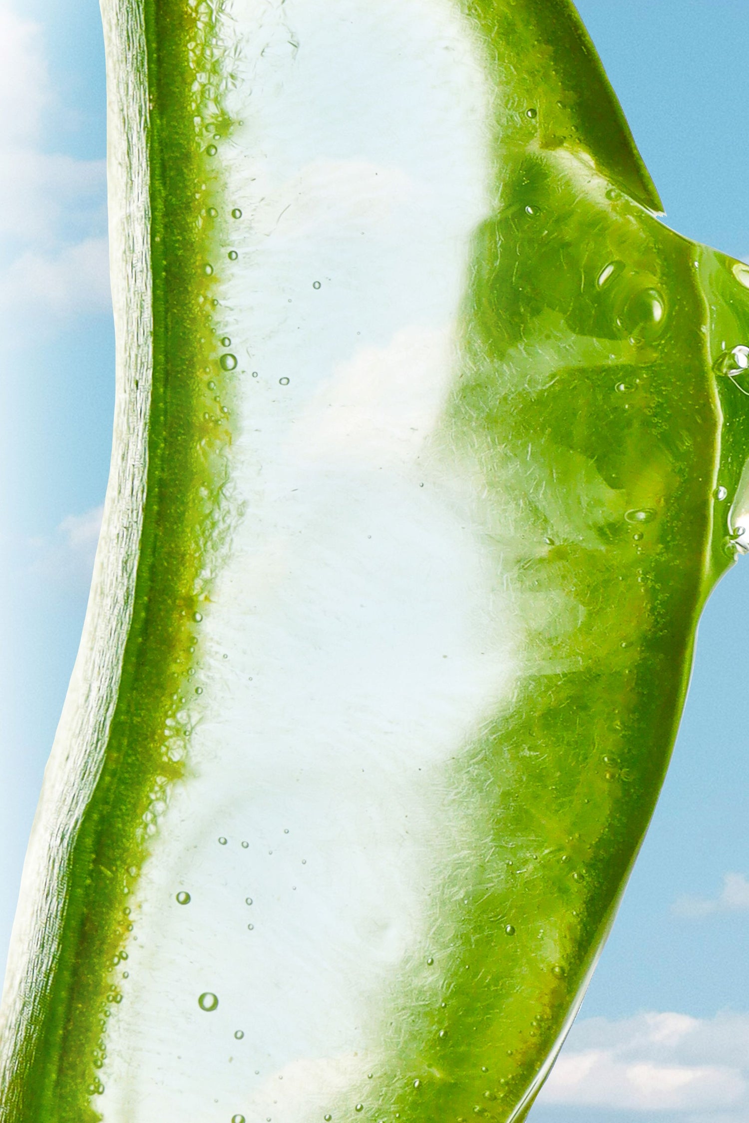 Close-up of a green leaf with water droplets against a blue sky background