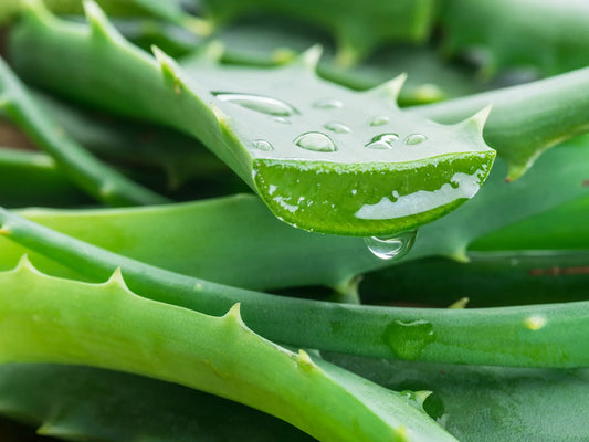 Aloe Vera: Your Hair's Favorite Plant (and the Plant of Immortality) BondiBoost.com.au