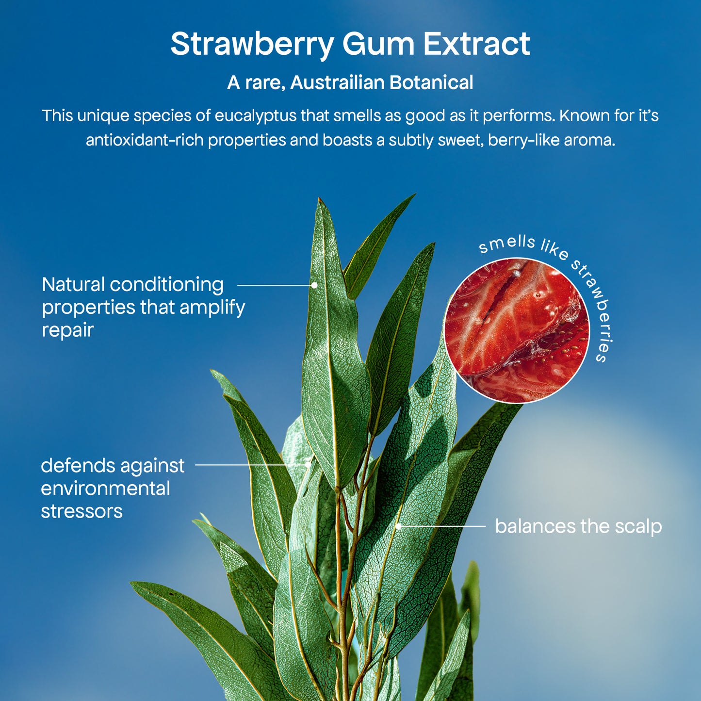 STRAWBERRY GUM TREATMENT